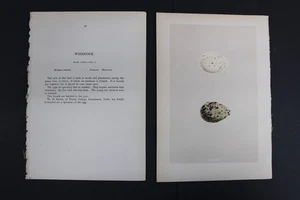 Birds, Nests, Eggs, F.O.Morris, 1875 - Picture 1 of 4