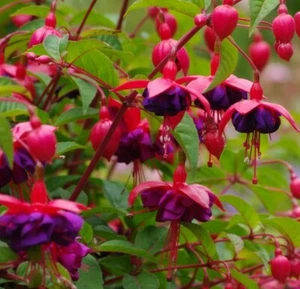 6 SAMEN Fuchsia BELLA dunkle Augen Laterne Garten Blume winterhart Königin Ohrring  - Bild 1 von 1