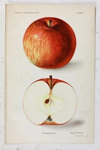 Antiker Chromolithographie Druck Eastman Apfel Küche Dekor Obst Kunst Ag - Bild 1 von 2
