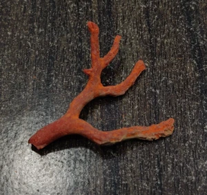 AAA Quality Red Coral Unpolished Loose Branch- Italian Red Coral Rough Tree - Picture 1 of 10