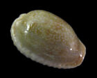 Conchiglia Shell Cypraea Erosa Thailandia 33,0 Mm # 944
