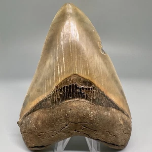 Great Shape/Color Sharply Serrated 4.88" Fossil MEGALODON Shark Tooth - Georgia - Picture 1 of 8