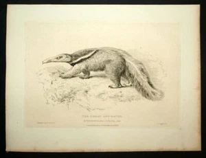 LE TAMANOIR ou GRAND FOURMILIER GÉANT Gravure estampe illustration de Cuvier. - Picture 1 of 2