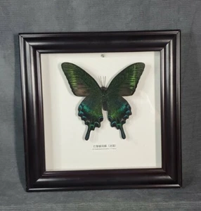 Mounted/Framed Achillidies Bianor Cramer Butterfly, France, 7.25" x 7.25" - Picture 1 of 7