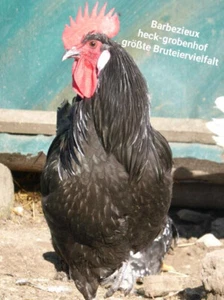 12 Bruteier Barbezieux hatching eggs - Bild 1 von 2