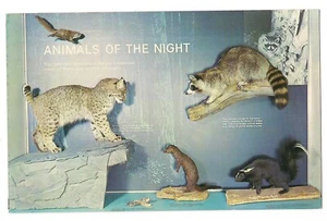 ANIMALS  NIGHT EXHIBIT Sugarlands Visitor Center Taxidermy Smoky MTs TN Postcard - Picture 1 of 2