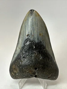 Diente de tiburón Megalodon 4,36 pulgadas - mandíbula inferior - fósil grueso - auténtico 18578 - Imagen 1 de 8