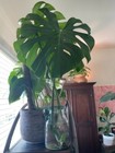 TEST LISTING PLEASE DO NOT PURCHASE - Monstera Deliciosa Cutting XL