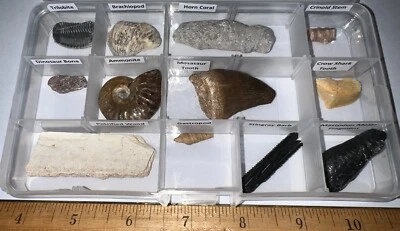 Labeled 12 REAL Fossil Lot Collection MOSASAUR, DINOSAUR, ICE AGE, SHARK TOOTH! - Image 1 of 4