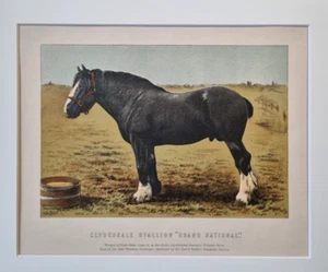 Original Antique Victorian Farm Print 1898 CLYDESDALE STALLION "GRAND NATIONAL" - Bild 1 von 1