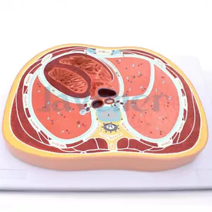PVC Human Chest Transverse Thoracic Cross-sectional Structure Model Medical - Picture 1 of 5