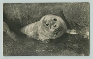 POSTCARD GREY SEAL RPPC. JAMES GIBSON. SCILLY ISLES - Picture 1 of 2