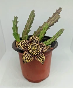 STAPELIA VARIEGATA Orbea vasoØ10cm Piante Grasse Succulente Cactus Kaktus - Foto 1 di 4