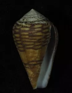CONUS MERCATOR BIG - Foto 1 di 2