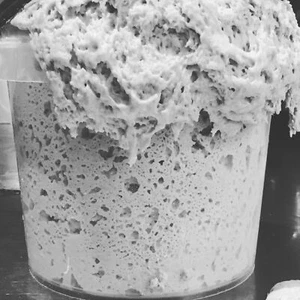 SAN FRANCISCO SOURDOUGH STARTER FRENCH BREAD YEAST SALLY - Picture 1 of 12