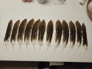 XW2 Lot Of 12 Real Palm Nut Vulture (Gypohierax Angolensis) Tail Feather - Picture 1 of 3