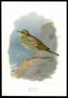 1896 Original Antique Colour Print - ROCK PIPIT - BIRD (LN2/57)