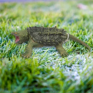 Snapping Turtle Model Ornament Early Education Toy Freshwater Turtle Figure - Picture 1 of 7