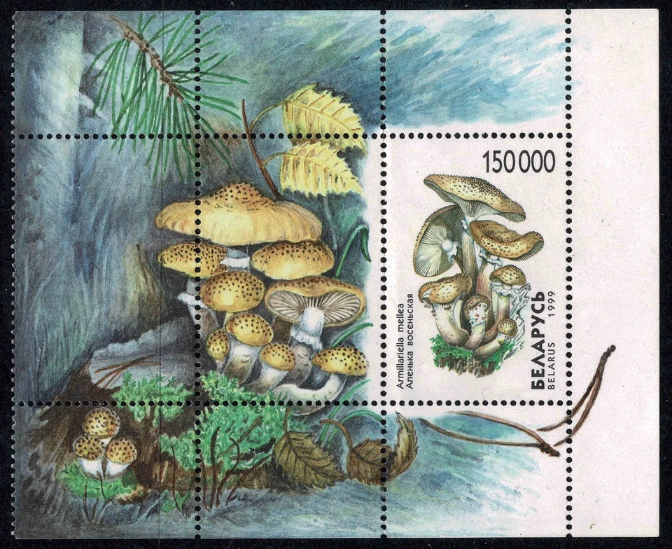 Belarus 1999 Mushrooms Miniature Sheet - Single 150000r Stamp - MNH — 第 1/1 张图片