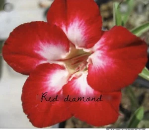 5 Red Diamond Desert Rose Seeds Adenium Obesum Flower Perennial Exotic - Picture 1 of 1