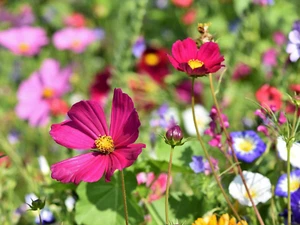 50+ Sorten SOMMERBLUMENWIESE Saatgut BIENENWEIDE WILDBLUMEN BLUMENSAMEN 10 m² - Bild 1 von 11