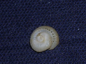 TENAGODUS CUMINGII SPECTACULAR - Picture 1 of 2