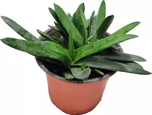 Ox Tongue Gasteria Excelsa Plant Live 5" Pot - Picture 1 of 1