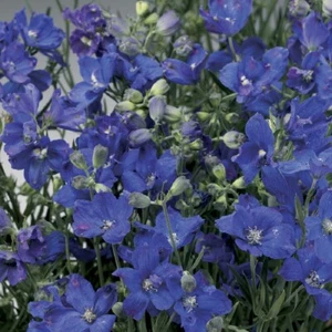 50 Delphinium Seeds Delfix Blue Larkspur Seeds Perennial Seeds - Picture 1 of 1