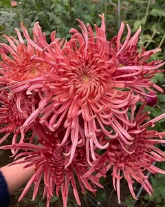TZ 2478XP Chrysanthemum Mirandum Riesen Chrysantheme Samen Stück 5 - Bild 1 von 1
