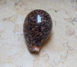 pantherina Cypraea Unusual and distinctive color 88mm F++++ NICE pattern glossy - Picture 1 of 14
