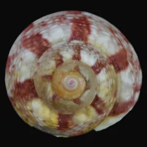 GIBBULA MAGUS (Deltebre, Tarragona, Spagna) 19,6 mm #47015 - Foto 1 di 4