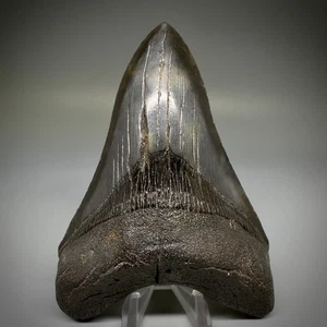 Very Large Lower, Dark Gray Complete 5.19” Fossil Megalodon shark Tooth- USA - Picture 1 of 7