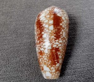 Darioconus omaria f. viperinus 49.5 mm GEM " Uncommon cone collection WOW!!! - Picture 1 of 6