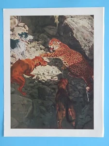 Original Vintage 1964 Print: Jaguar Fuerte River Mexico Douglas Allen 10"x12" - Picture 1 of 2
