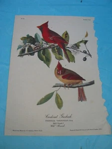 Cardinal Grosbeak - Princeton Audubon Baby Elephant Edition - Picture 1 of 2