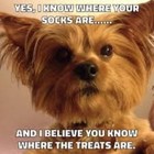 Yorkie refrigerator magnet 3 1/2 x 3 1/2 made in the USA