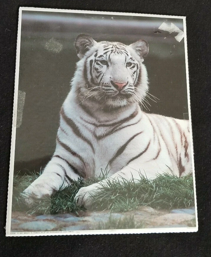 Impresión de tigre blanco por el fotógrafo Ron Kimball: Summit Art Company: 8" x 10"  Foto 1 de 4