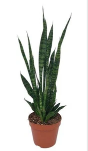 Ceylon-Bogenhanf - Sansevieria Zeylanica - Zimmerpflanze - Ø17cm - ↕75cm - Bild 1 von 1