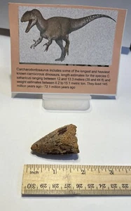 Tyrannosaurus T REX 2” African Carcharodontosaurus REAL FOSSIL CS30 - Picture 1 of 3