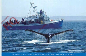 Picture Postcard>>Whale Watching, Nova Scotia - Picture 1 of 2