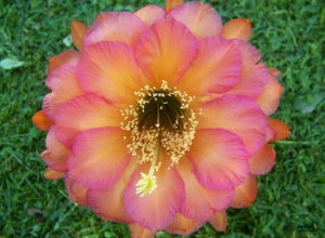 TH - Echinopsis híbrida " RL1538.US.02 " 5,3 cm x 6 cm cactus - Imagen 1 de 2