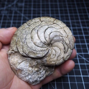 Aturia sp. Nautilus Ammonit Fossil Fossilien Lot Weichtiere - Bild 1 von 21