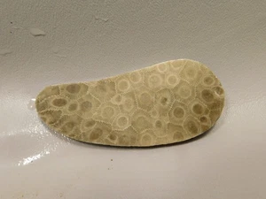 Petoskey Steinplatte unpoliert Rohgestein Fossil Michigan #O3 - Bild 1 von 6