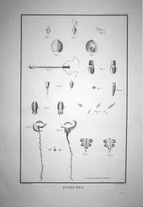 1797 Insects Copepods Pacific Ocean Ruderfußkrebs Perouse Copper Engraving - Picture 1 of 1