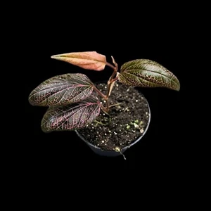 Rarität! Piper pink veins, Rankpflanze Terrarienpflanzen, Regenwald Terrarium, - Bild 1 von 7