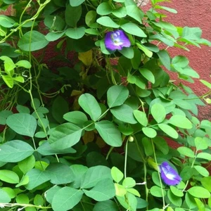 Dried Butterfly Pea Leaves 10g Sri Lanka 100% Pure & Natural Clitoria Ternatea - Picture 1 of 4