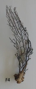 BLACK SEA FAN 16" FROM THE SEA OF JAPAN CORAL REEF DECOR CRAFT AQUARIUM #F4 - Picture 1 of 2