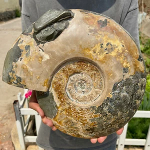 11LB Rare! Natural tentacle ammonite fossil specimen shell healing in Madagascar - Picture 1 of 13