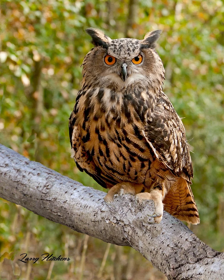 Eurasian Eagle Owl  Fine Art Photographic Print  Stunning Sharp - Image 1 of 1
