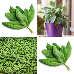 SAGE 10+ Seeds Salvia officinalis Perennial GARNISH CULINARY HERB GARDEN - Picture 1 of 4